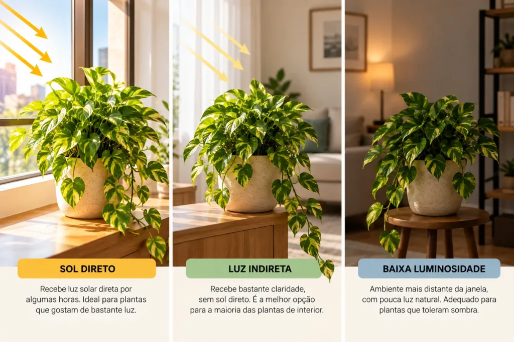 Plantas para apartamento: 15 espécies fáceis para quem está começando Qual delas escolher para começar